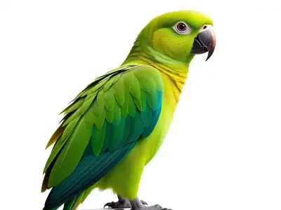 Vibrant Parrot D Model Pack Low-poly 3D model