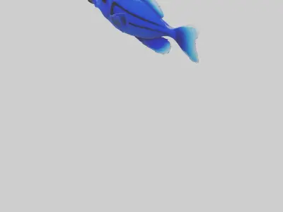 Blue Tang Fish statue model Low-poly 3D model