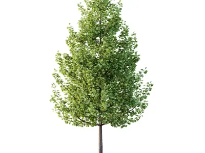 Maidenhair Ginkgo Biloba Tree 01 3D model