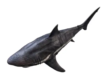 Megalodon 3D model