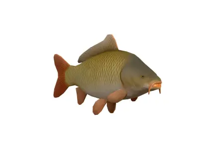 Realistic Carp Freshwater Fish Low-poly 3D model