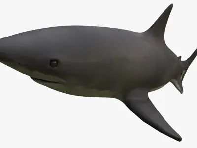 Great White Shark 3D model 2