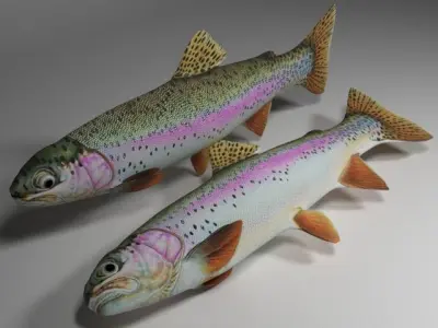 Rainbow trout  Low-poly 3D model
