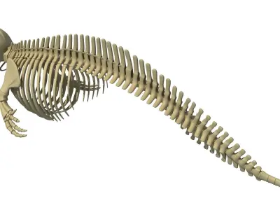 White Shark and Dolphin Skeletons 3D model