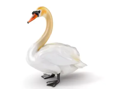 Elegant Swan D Model Pack for Detailed Rendering Low-poly 3D model