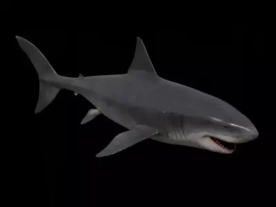 Great white shark Low-poly 3D model 10