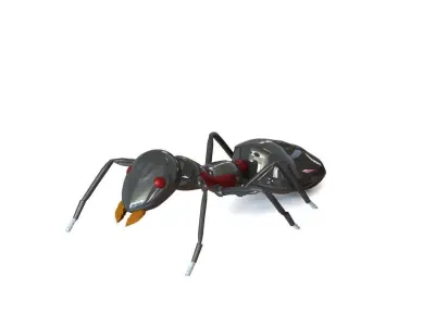 ANT Free 3D model