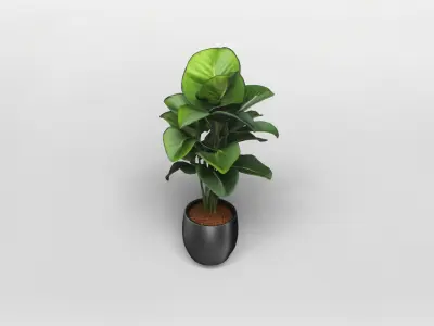 Realistic Potted Bird of Paradise Plant 3D Model 3D model