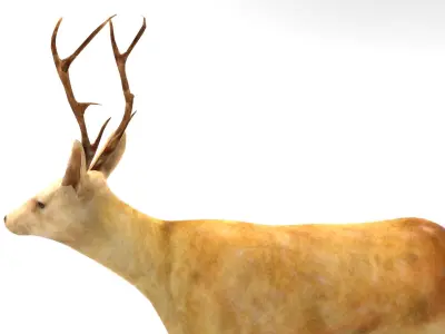 Deer  Rigged  Low-poly 3D model