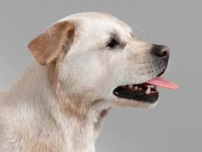  Dog Retriever No Rig 