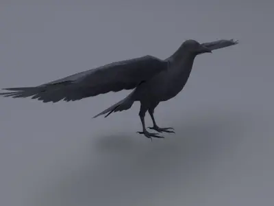 AmericanCrow Low-poly 3D model