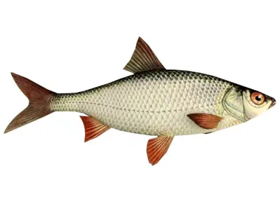 Roach Fish 3D model