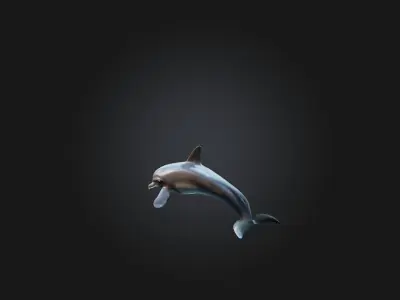Realistic Dolphin Model Low-poly 3D model