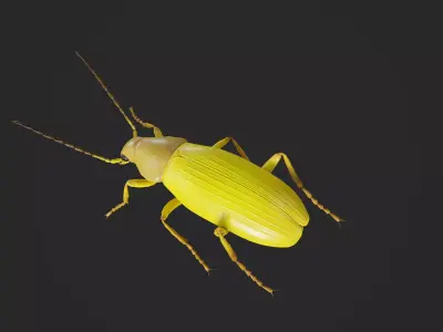 Beetle Cistelomorpha Melanopyga Low-poly 3D model