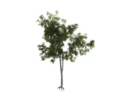 Generic Tree 17 Free 3D model