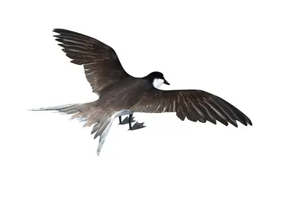 Bridled Tern 3D model