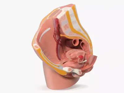 Medical Model of Female Pelvis Cross Section 3D model