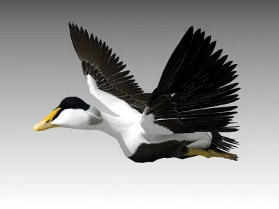 Common Eider Low-poly 3D model
