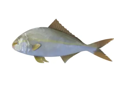 Fish Collection 3D model 3