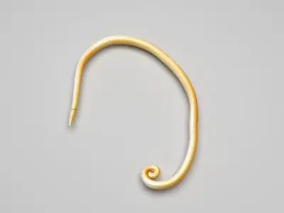 Whipworm 3D model