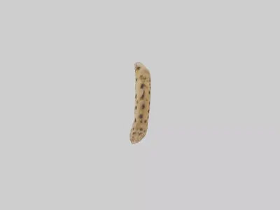 Cheetah Tail Model 3D model