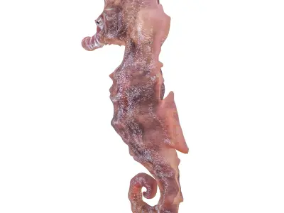 Atlantic seahorse rigged 3D model
