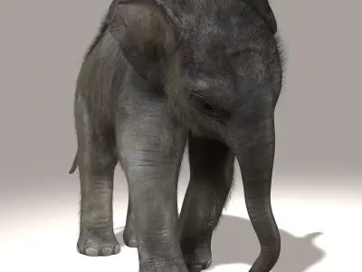Elephant Calf (ANIMATED) (FUR) 3D model