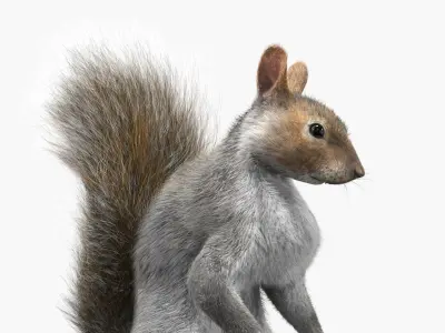 Squirrel Standing Gray Fur for Maya 3D model