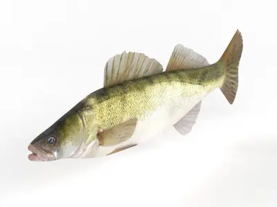 Zander Fish 3D model