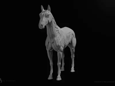 Horse Equine Anatomy Figure Free low-poly 3D model