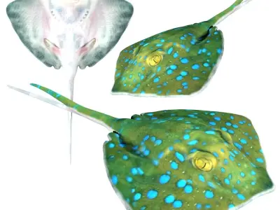 Stingray Low-poly 3D model