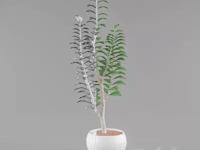 Modern Stone and Organic Decorative Set Free 3D model