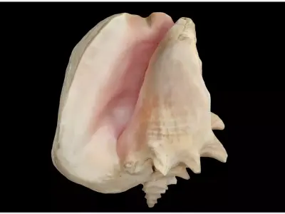 Strombus gigas queen conch shell scan 3D model