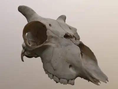Young Sheep Skull 3D model