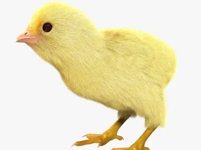  Chick 