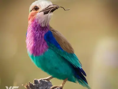 Bird Coracias Caudatus VFX Grace 3D model