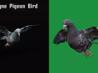 Pigeon Bird Breed Free low-poly 3D model