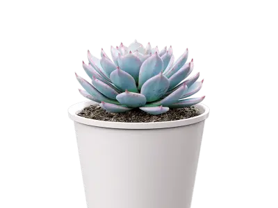  Echeveria Morning Beauty Succulent Potted Plant Model 
