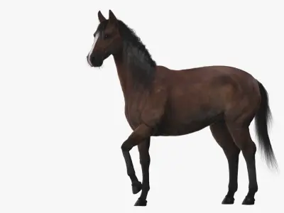  Horse ANIMATED  purchase