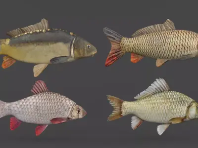 Fish Collection 3D model get