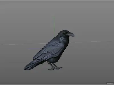 Crow Corbeau Free 3D model