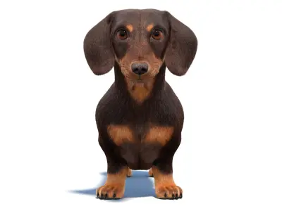 Dachshund 3D Model Fur 3D model