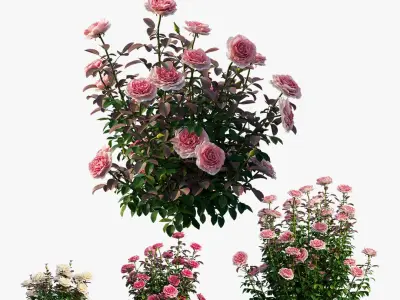 Rose plant set 211 3D model