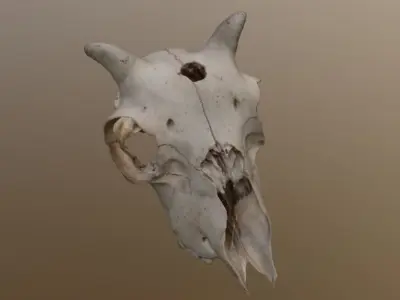 Young Sheep Skull 3D model