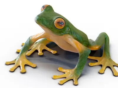 Realistic Tree Frog Rigged for Cinema 4D 3D model