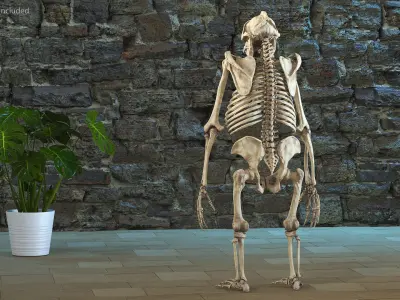 Gorilla Skeleton Bone Structure 3D model