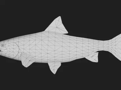 Salmon Low-poly 3D model buy