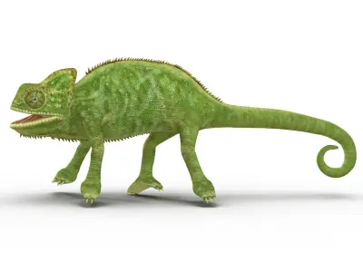 Chameleon Rigged for Maya 3D model