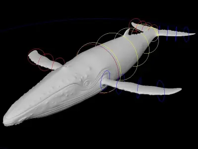 Whale Rigged 3D model