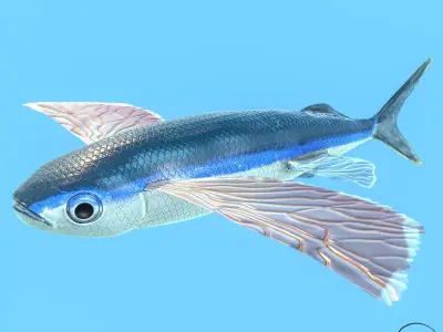 Atlantic flying fish Low-poly 3D model